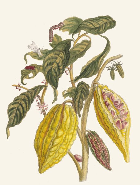Cacao  by Maria Sibylla Merian - Hand-Painted Oil Painting Reproduction