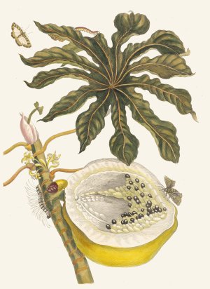 Carica papaya by Maria Sibylla Merian Oil Painting