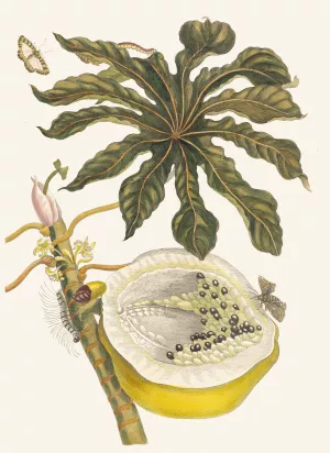 Carica papaya by Maria Sibylla Merian Oil Painting