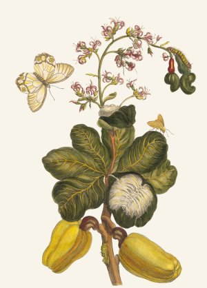 Caschou by Maria Sibylla Merian Oil Painting