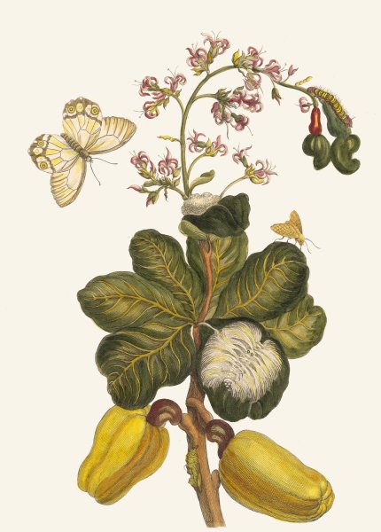 Caschou  by Maria Sibylla Merian - Hand-Painted Oil Painting Reproduction