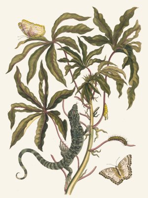 Cassave by Maria Sibylla Merian Oil Painting