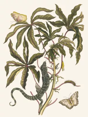 Cassave Oil painting by Maria Sibylla Merian