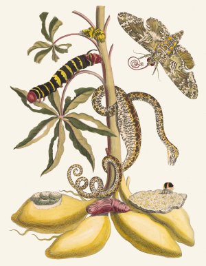 Cassave by Maria Sibylla Merian Oil Painting