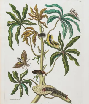 Caterpillars And Insects With Foliage by Maria Sibylla Merian Oil Painting