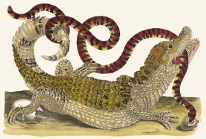 Cayman by Maria Sibylla Merian Oil Painting