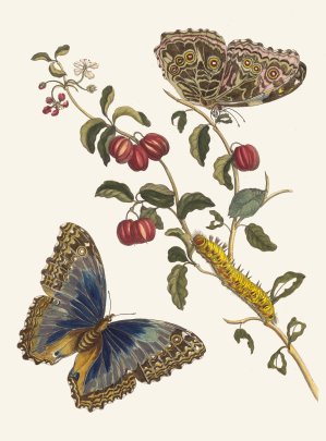 Cerises d'Amerique by Maria Sibylla Merian Oil Painting