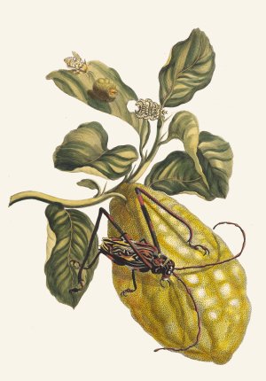 Citronier by Maria Sibylla Merian Oil Painting