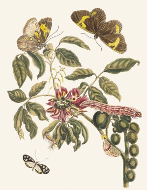 Coronilla Americana arborescens by Maria Sibylla Merian Oil Painting