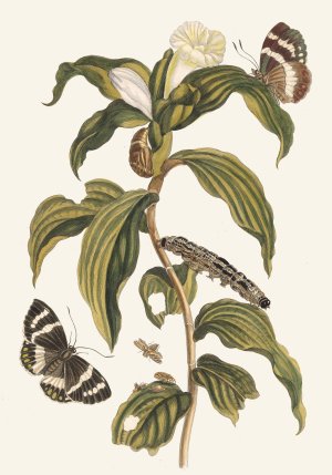 Costus arabicus by Maria Sibylla Merian Oil Painting