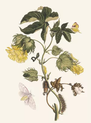 Cotonier Oil painting by Maria Sibylla Merian