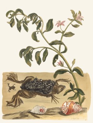 Cresson by Maria Sibylla Merian Oil Painting