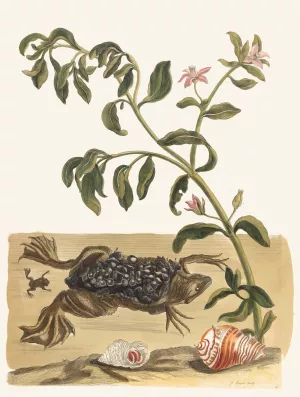 Cresson Oil painting by Maria Sibylla Merian