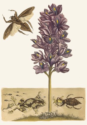 Eichhornia crassipes by Maria Sibylla Merian Oil Painting