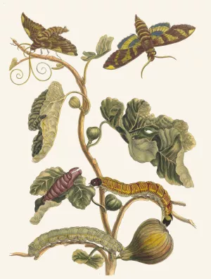Figuier d'Amerique by Maria Sibylla Merian Oil Painting