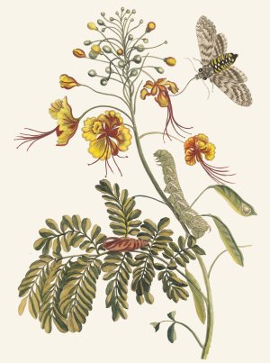 Flos Pavonis by Maria Sibylla Merian Oil Painting