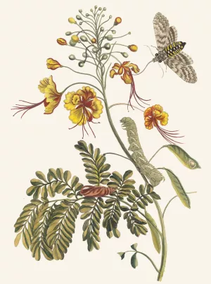 Flos Pavonis by Maria Sibylla Merian Oil Painting