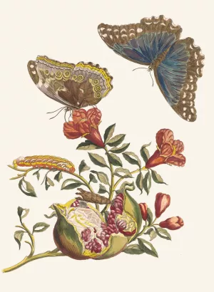 Grenadier by Maria Sibylla Merian Oil Painting