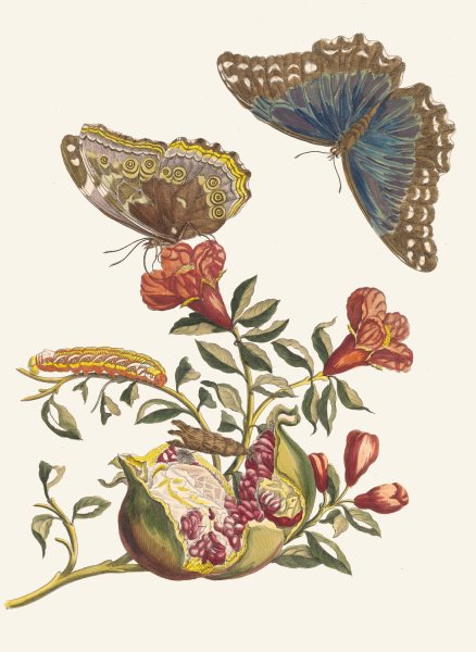 Grenadier  by Maria Sibylla Merian - Hand-Painted Oil Painting Reproduction