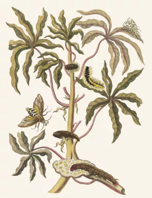 Guajava alba dulcis Oil painting by Maria Sibylla Merian