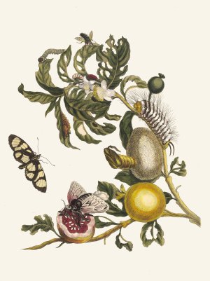 Guajaves by Maria Sibylla Merian Oil Painting