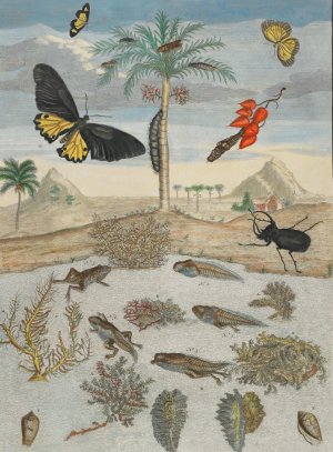Insects and Fish with Island Background by Maria Sibylla Merian Oil Painting
