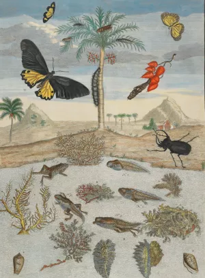 Insects and Fish with Island Background by Maria Sibylla Merian Oil Painting