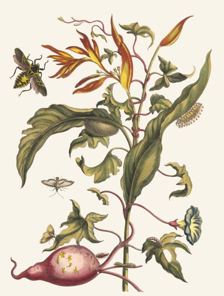 Ipomoea batatas and Heliconia psittacorum  by Maria Sibylla Merian - Hand-Painted Oil Painting Reproduction