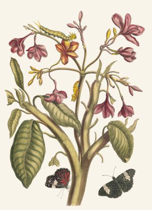 Jasmin des Indes by Maria Sibylla Merian Oil Painting