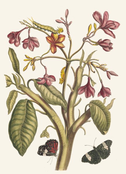 Jasmin des Indes  by Maria Sibylla Merian - Hand-Painted Oil Painting Reproduction