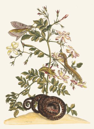 Jasminum grandiflorum by Maria Sibylla Merian Oil Painting
