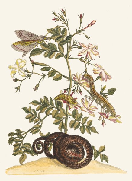 Jasminum grandiflorum  by Maria Sibylla Merian - Hand-Painted Oil Painting Reproduction
