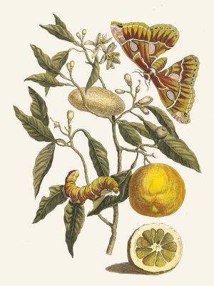 Lemon by Maria Sibylla Merian Oil Painting