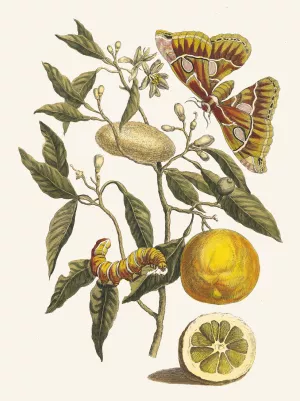 Lemon by Maria Sibylla Merian Oil Painting