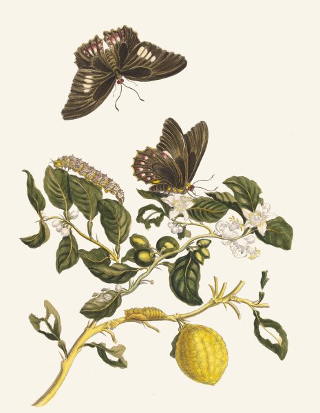 Limonier  by Maria Sibylla Merian - Hand-Painted Oil Painting Reproduction