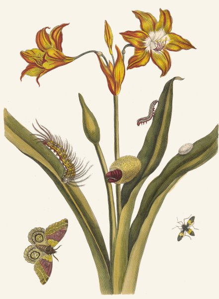 Lis Rouge  by Maria Sibylla Merian - Hand-Painted Oil Painting Reproduction
