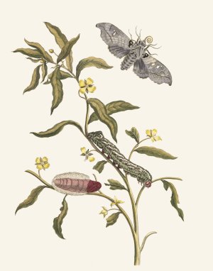 Ludwigia octovalvis by Maria Sibylla Merian Oil Painting