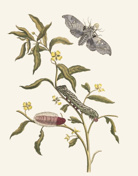 Ludwigia octovalvis  by Maria Sibylla Merian - Hand-Painted Oil Painting Reproduction