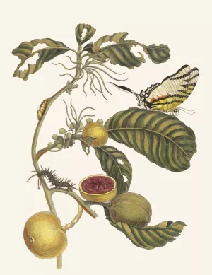Marmelade doosjes Boom Oil painting by Maria Sibylla Merian