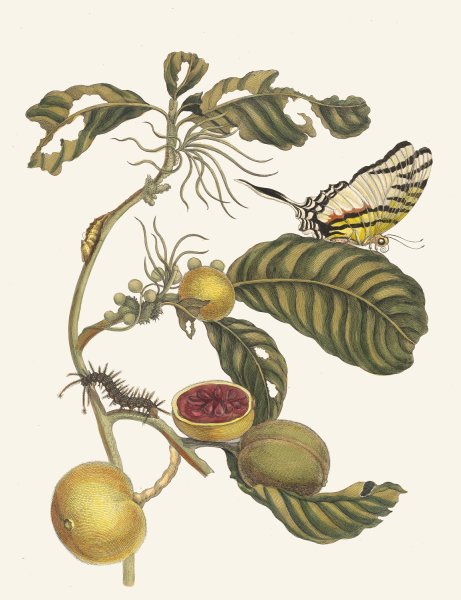 Marmelade doosjes Boom  by Maria Sibylla Merian - Hand-Painted Oil Painting Reproduction
