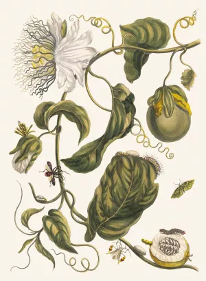 Marquiaas by Maria Sibylla Merian Oil Painting