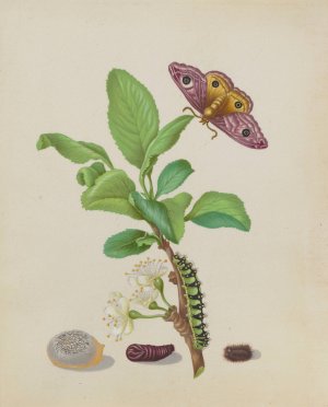 Metamorphosis of a Small Emperor Moth on a Damson Plum, plate 13 of the Caterpillar Book by Maria Sibylla Merian Oil Painting