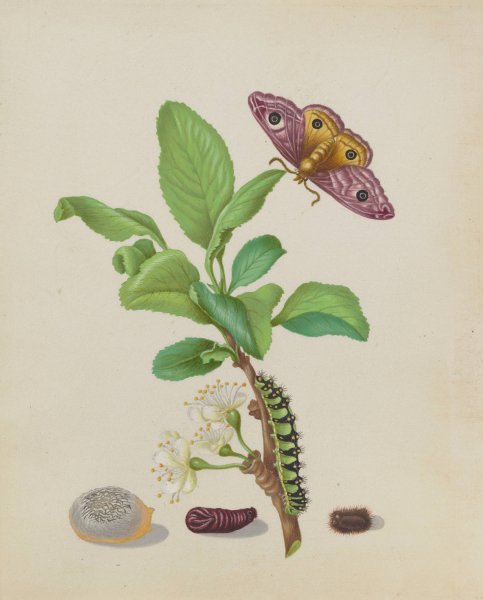 Metamorphosis of a Small Emperor Moth on a Damson Plum, plate 13 of the Caterpillar Book  by Maria Sibylla Merian - Hand-Painted Oil Painting Reproduction