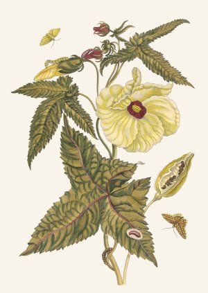 Muscus-Bloem by Maria Sibylla Merian Oil Painting