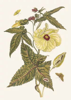 Muscus-Bloem Oil painting by Maria Sibylla Merian