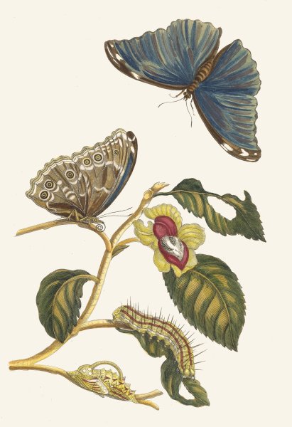 Neflier  by Maria Sibylla Merian - Hand-Painted Oil Painting Reproduction