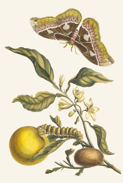 Oranger  by Maria Sibylla Merian - Hand-Painted Oil Painting Reproduction
