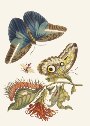 Pachystachys coccinea by Maria Sibylla Merian Oil Painting