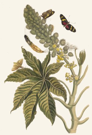 Palma Christi by Maria Sibylla Merian Oil Painting