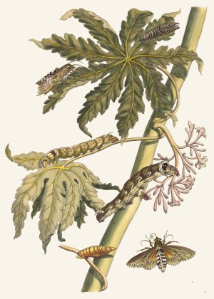 Papay by Maria Sibylla Merian Oil Painting
